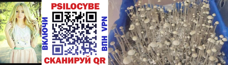 Купить где  Полярный  Галлюциногенные грибы Cubensis 